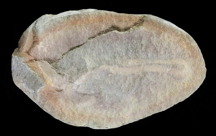 Archisymplectes Fossil Worm (Pos/Neg) - Mazon Creek #70576
